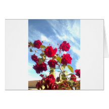 Bild0082 Cartes