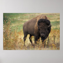 Bison américain affiche