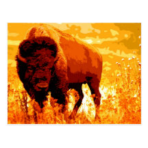 Bison/Buffalo Cartes Postales