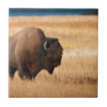 Bison Carreau En Céramique
