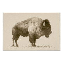 Bison de plaines photographie d’art