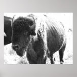 Bison Poster