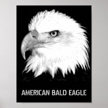 Black And White Bald Eagle Posters