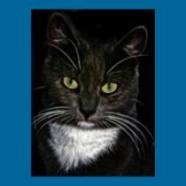 black cat portrait photograph painting poster posters