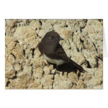 Black Phoebe Card