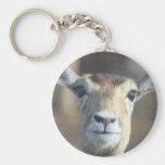Blackbuck Porte-clé