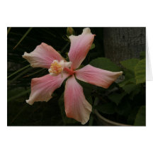 Blanc rose de carte pour notes de ketmie