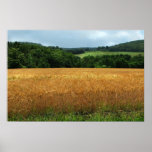 Blé de maturation affiches