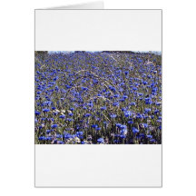 bleuets carte de vœux