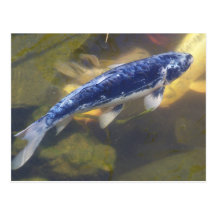 Blue koi postcard