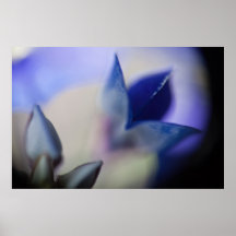 Bluebonnet abstrait posters