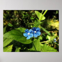 Blueweed Poster