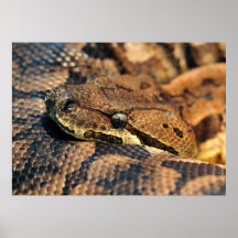 Boa moulu de Dumerils Affiches