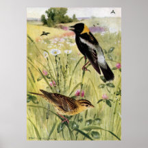 Bobolinks, marguerites et trèfle rose affiche