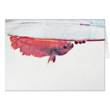 Bocal à poissons carte
