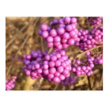 Bodinieri de Callicarpa (rose) - carte postale