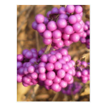 Bodinieri de Callicarpa (rose) - carte postale