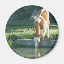 Boire de vache magnets