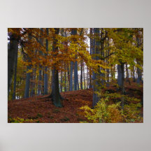 Bois d'arbres à feuilles caduques posters