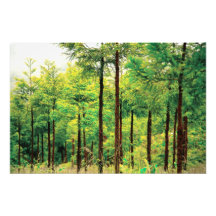 Bois de cèdre japonais impressions photographiques