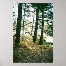 Bois en automne poster