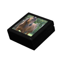 Boîte-cadeau de cheval de pur sang de baie boîte à souvenirs
