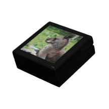 Boîte-cadeau mignonne de kangourou boîte à babioles