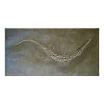 Bollensis fossile de Steneosaurus de crocodile d'e Photocarte
