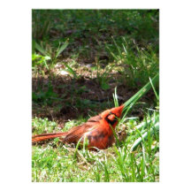 Bonjour cardinal invitations personnalisées