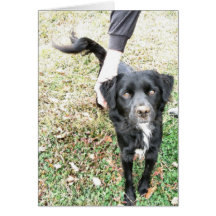 Bonjour carte de chienchien