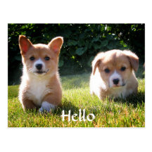 Bonjour carte postale de chiot de corgi de Pembrok