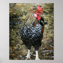 Bonjour coq poster
