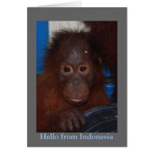 Bonjour de la photo d'orang-outan de l'Indonésie Cartes