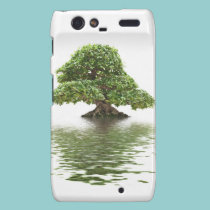 Bonsaïs de Ficus d'isolement coques case-mate