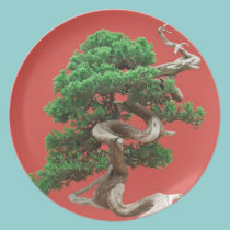 Bonsaïs de genévrier assiettes