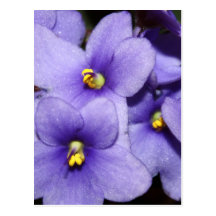 Boquet violet cartes postales