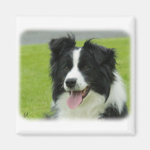 Border collie 9A015D-10 Aimants