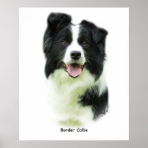Border collie 9A015D-24 Poster