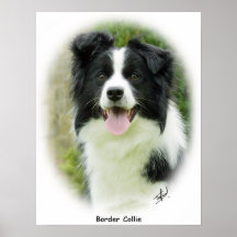 Border collie 9A14D-19 Poster