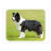 Border collie 9R071D-059 Carte Postale