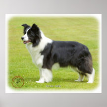 Border collie 9R071D-059 Poster