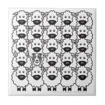 Border collie chez les moutons carreaux