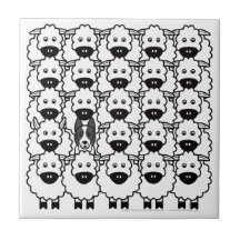 Border collie chez les moutons carreau
