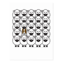 Border collie chez les moutons carte postale