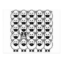Border collie chez les moutons carte postale