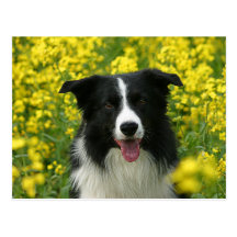 Border collie chiens Portrait carte postale