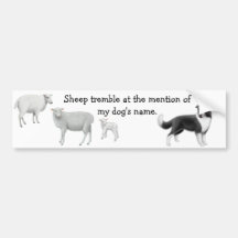 Border collie et moutons vivant en troupe l'adhési adhésifs pour voiture