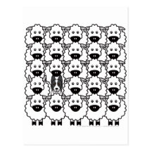 Border collie Lisse-Enduit chez les moutons Cartes Postales