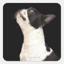 Boston noir et blanc Terrier recherchant Adhésifs