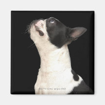 Boston noir et blanc Terrier recherchant Aimants